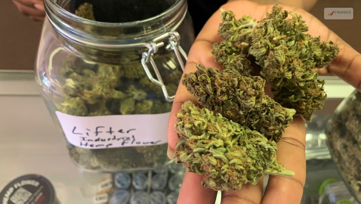 The Legality Of Marijuana And CBD In The USA