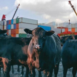global beef trade
